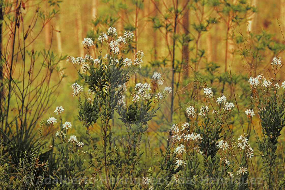 "Flowers of Paine Prairie." stock image