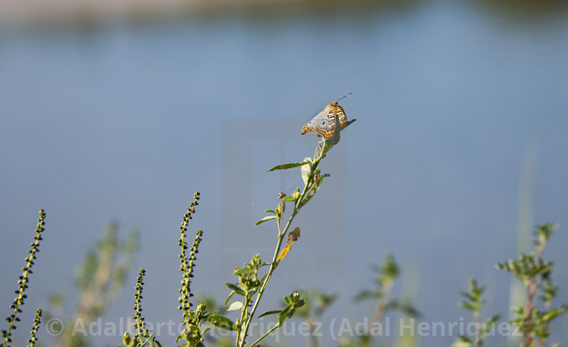 "Butterfly on the lookout." stock image