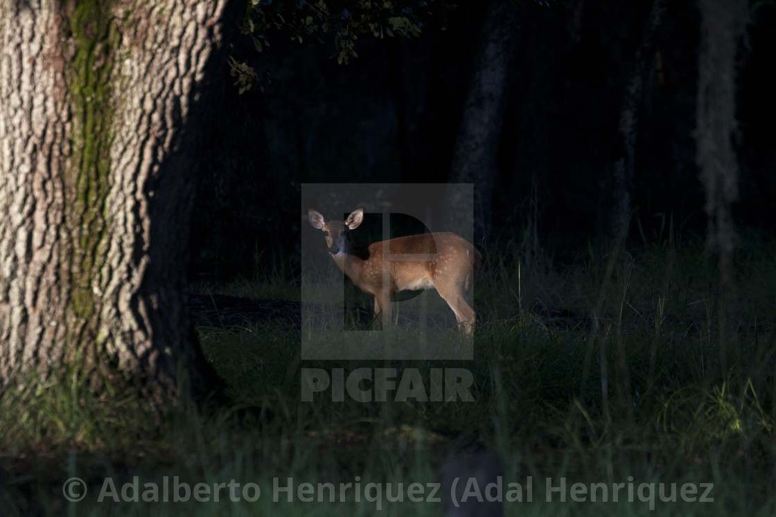 "Who's there?" stock image