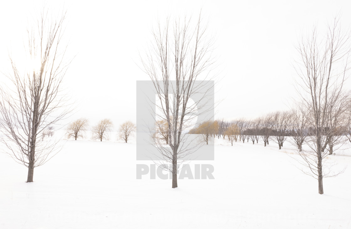 "Trees Army" stock image