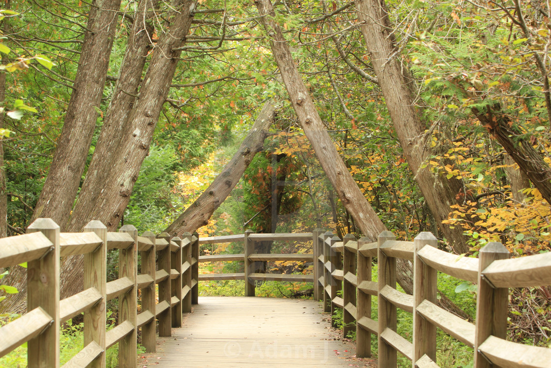 "Converging Trees, Paradise, Michigan" by Adam J. - $12.57 "Converging Trees, Paradise, Michigan" stock image