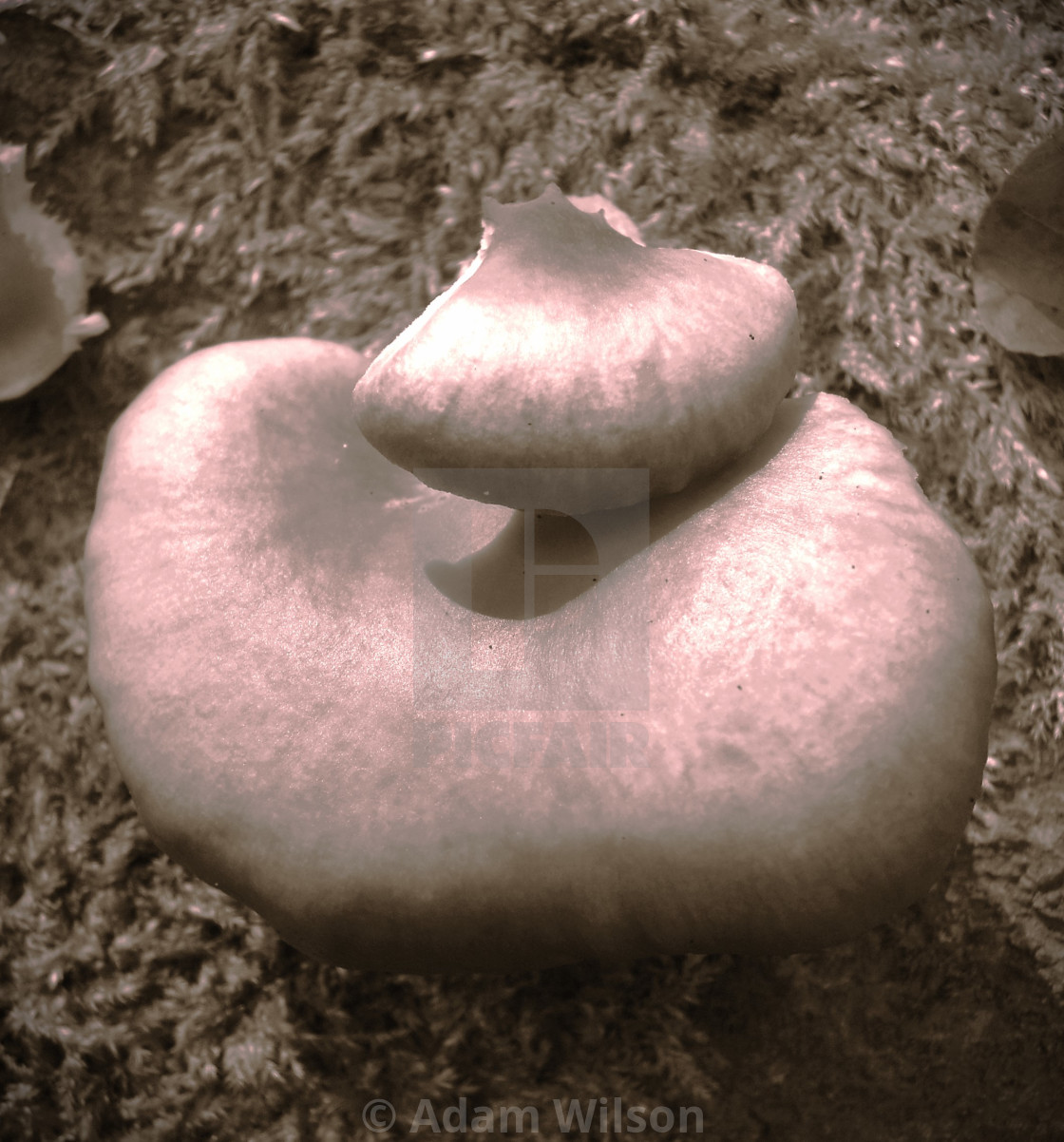 "Toadstool Lips" stock image