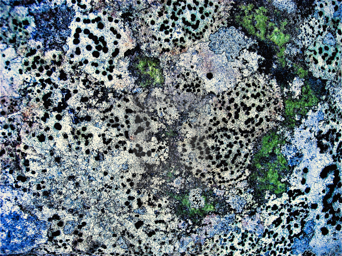 "Lichen on Rock" stock image