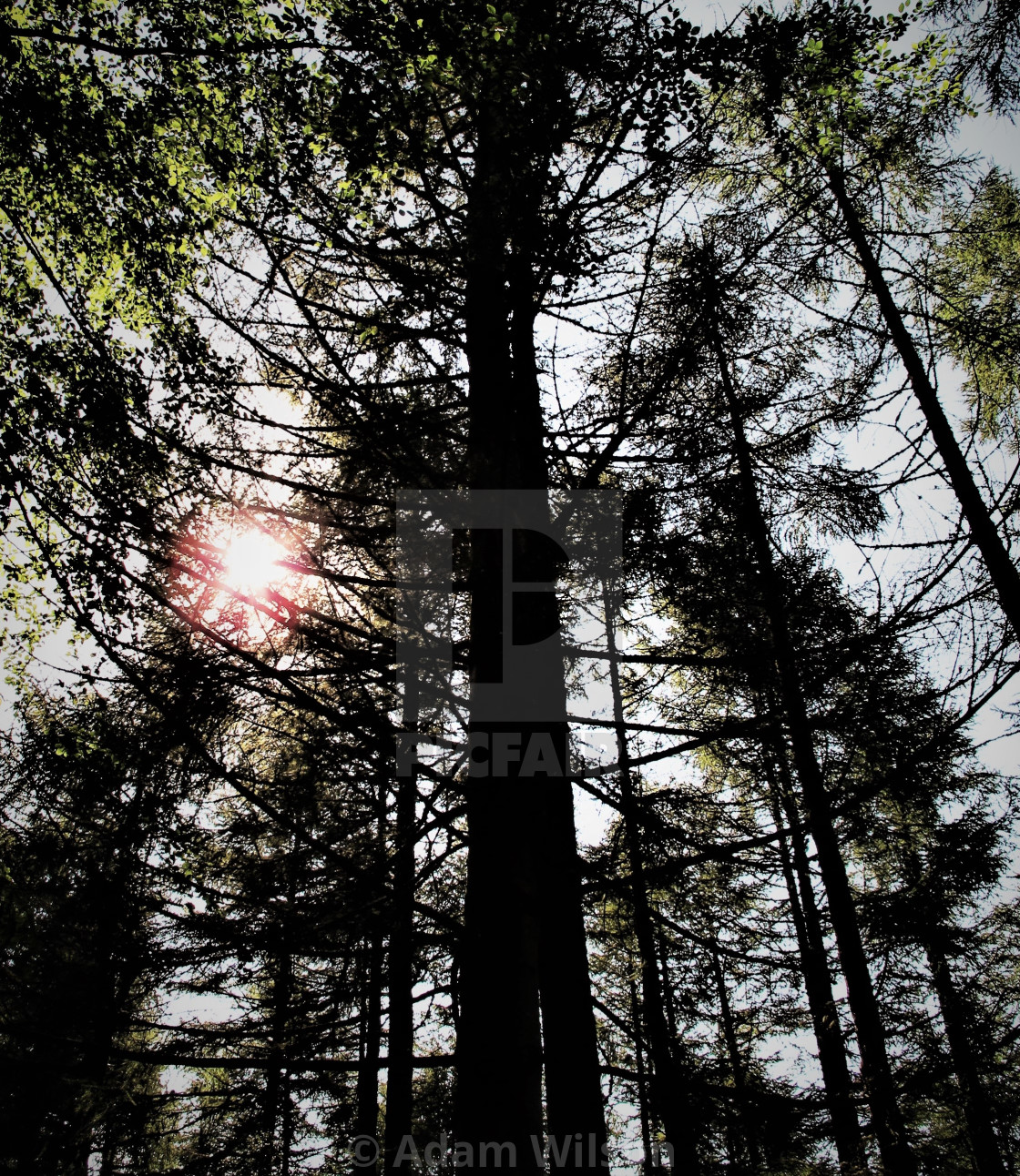 "Sun Through Pines" stock image