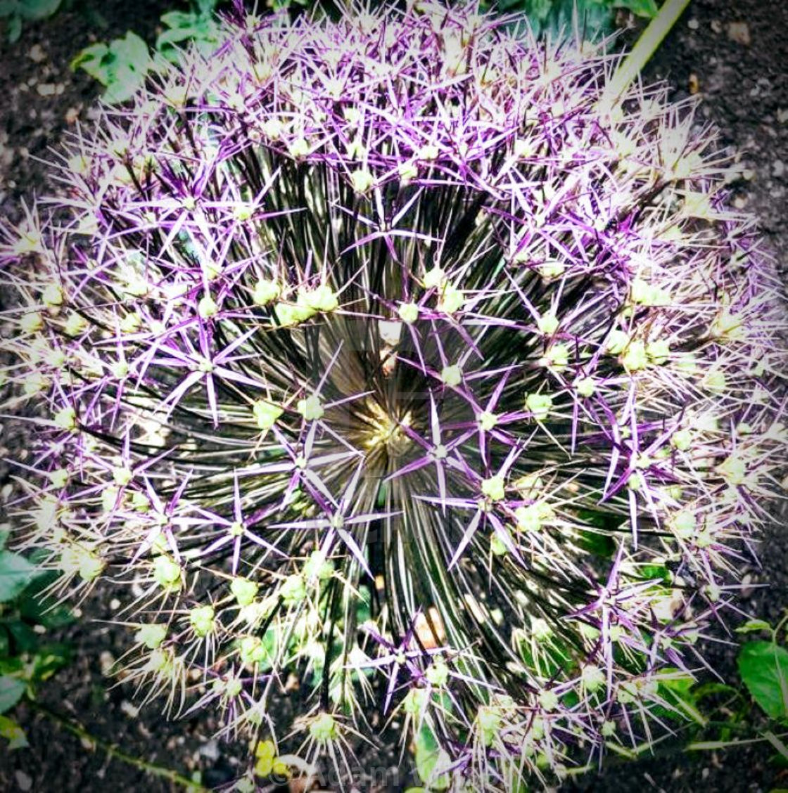 "Allium (2022)" stock image