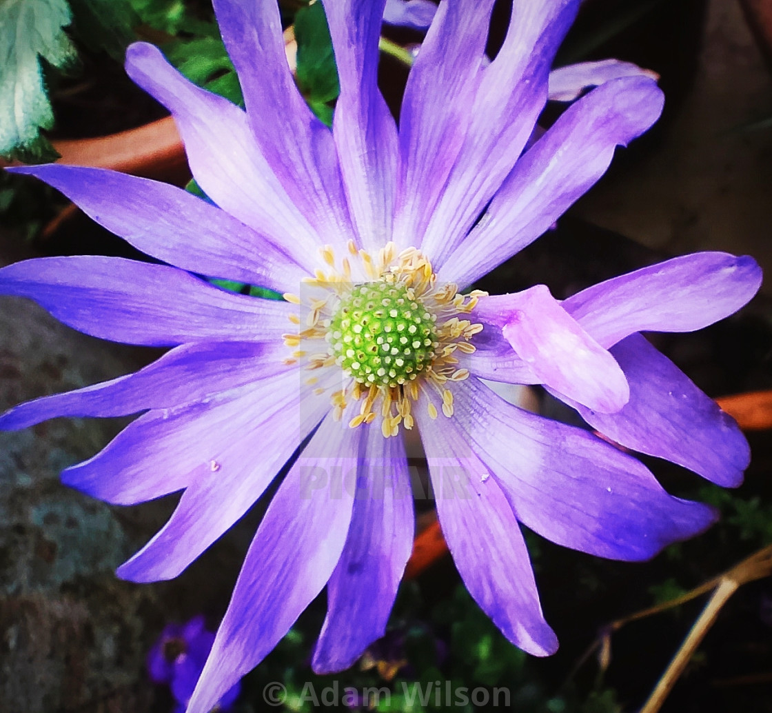 "Carolina anemone (2022)" stock image