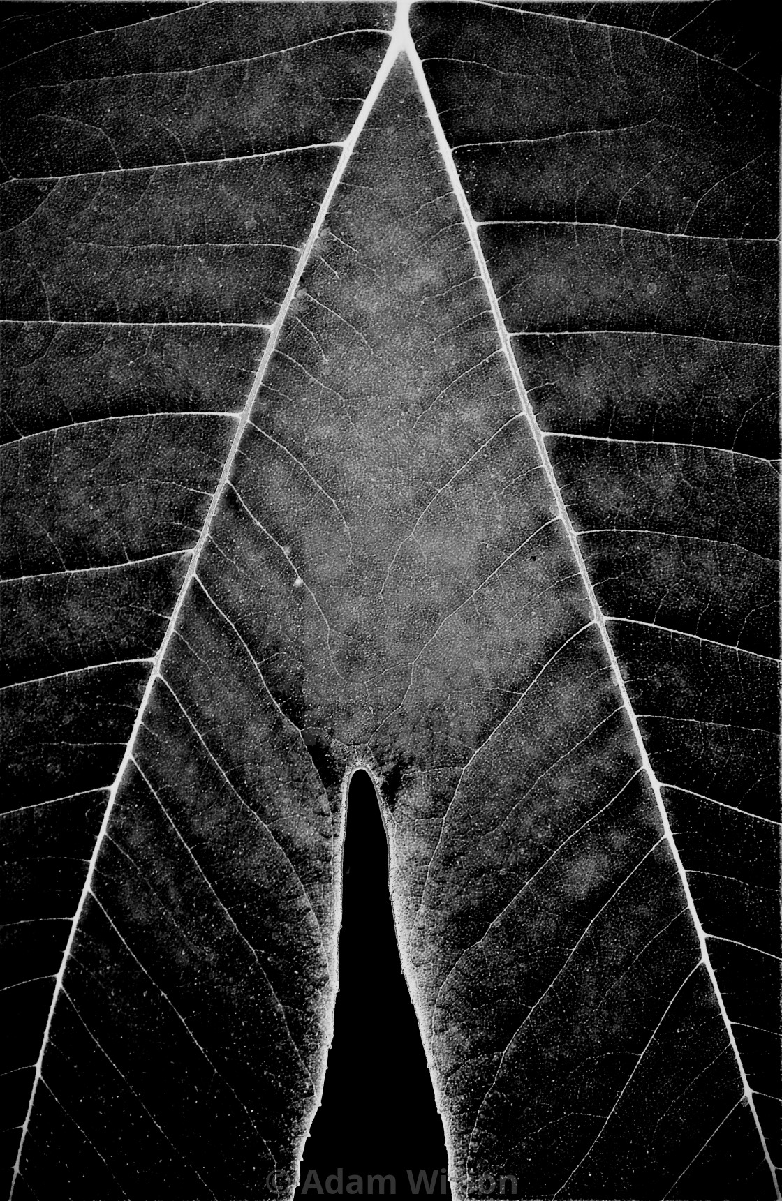 "Figleaf (B/W)" stock image