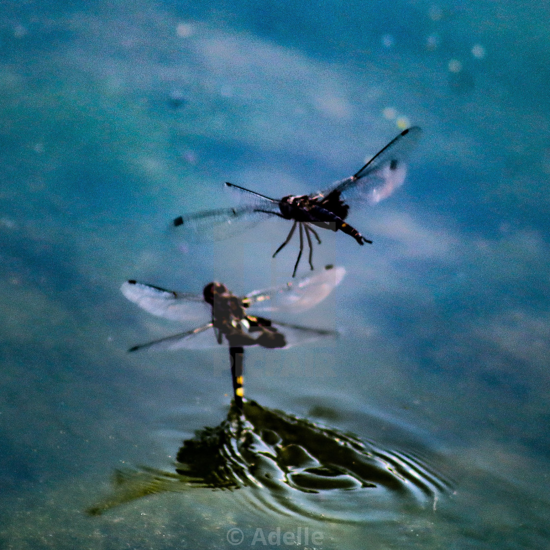 "Dragonflies or Fairees" stock image