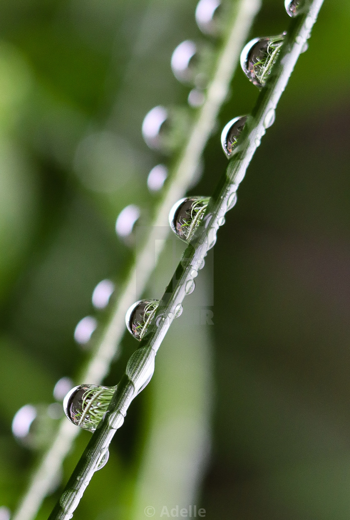 "Garden Grass" stock image