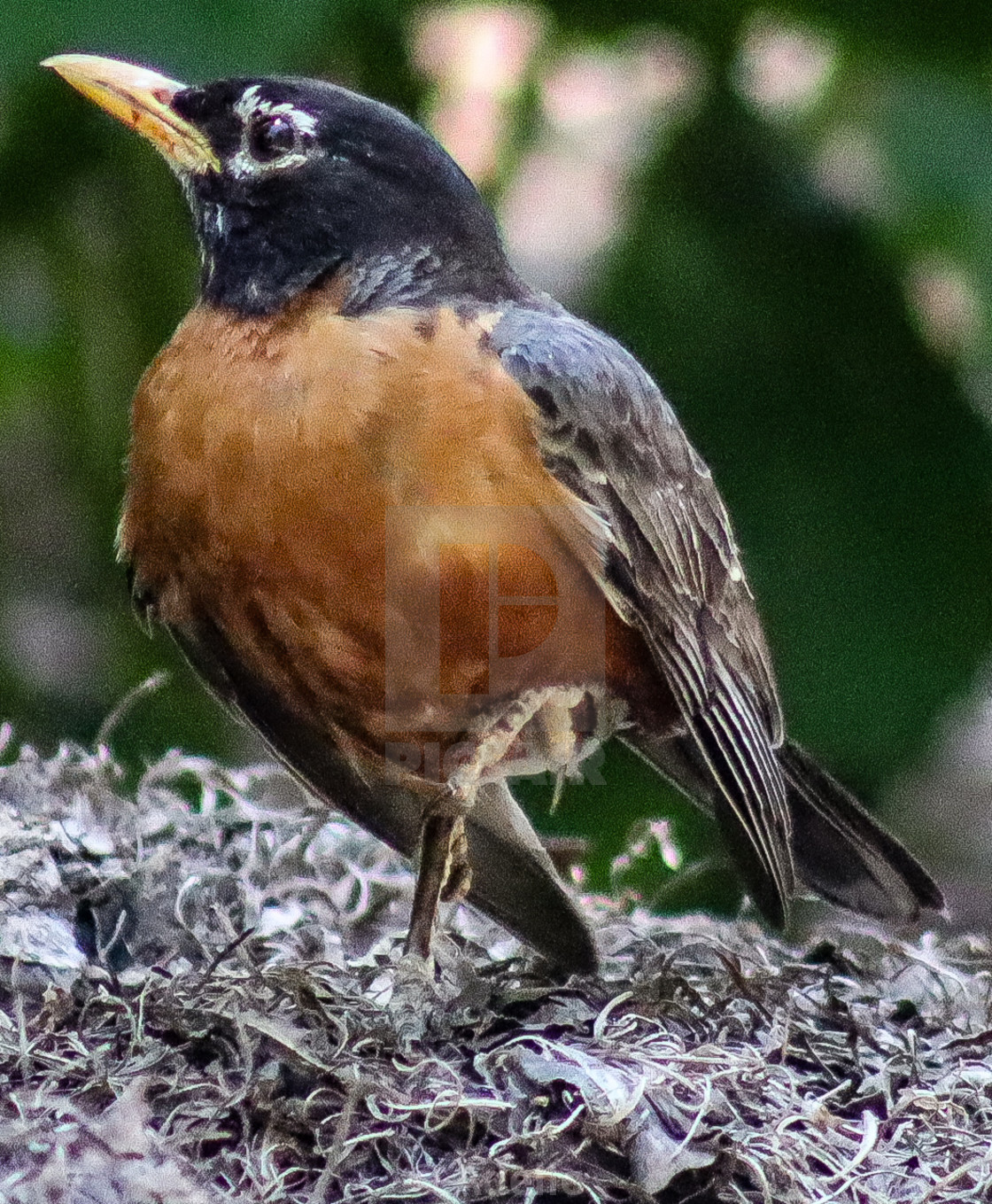 "Robin Pose" stock image