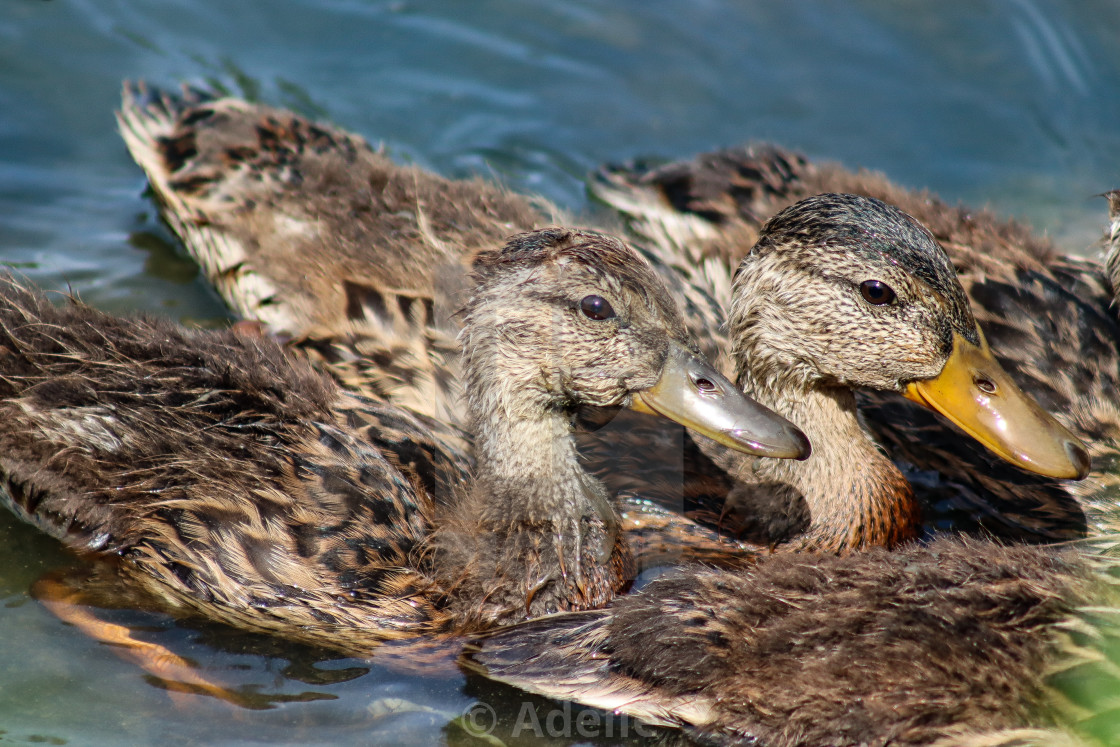 "Duck Hunt" stock image