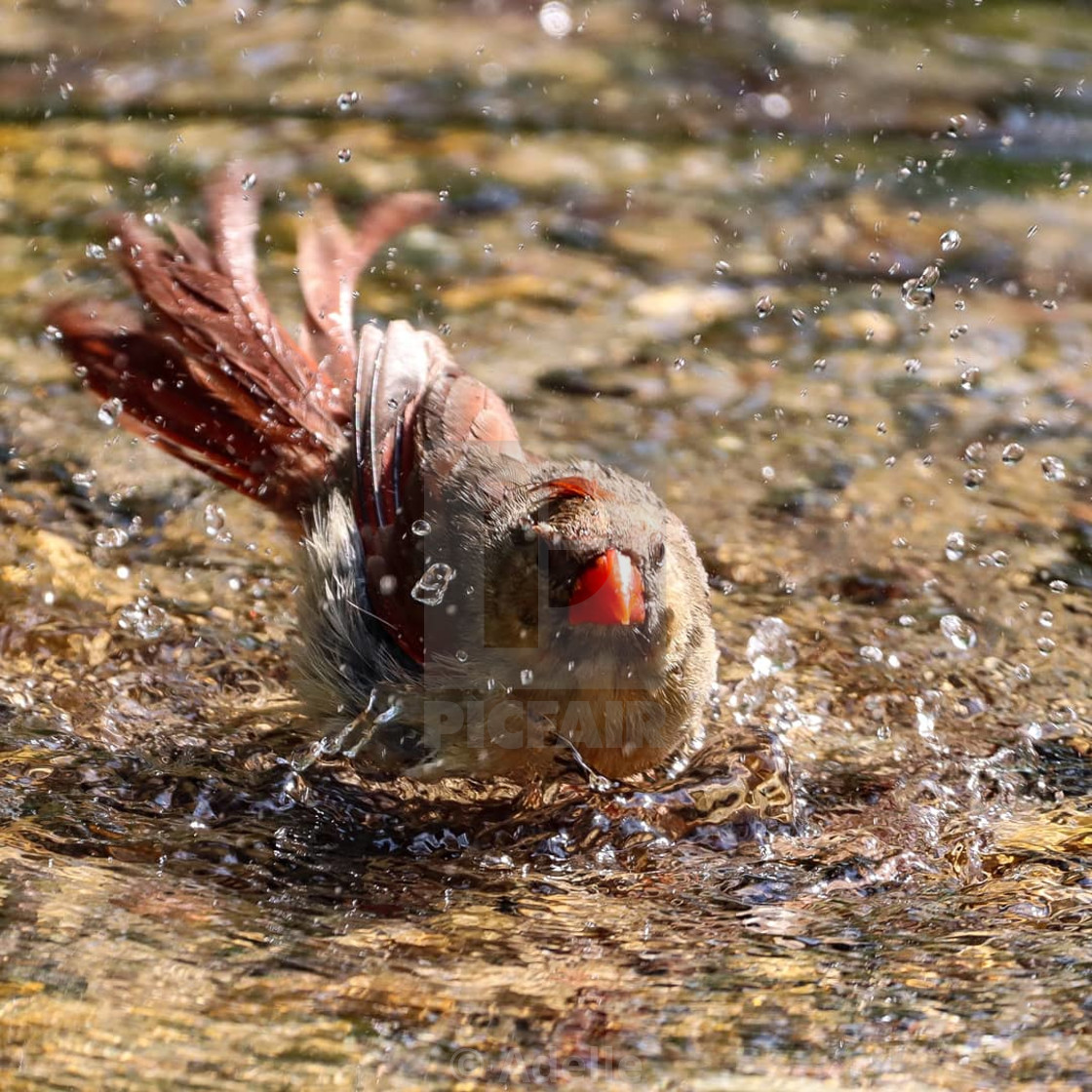 "Splasher" stock image