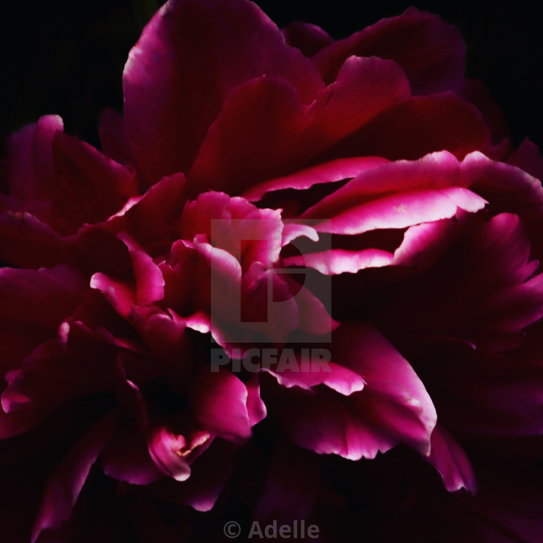 "Petaled" stock image