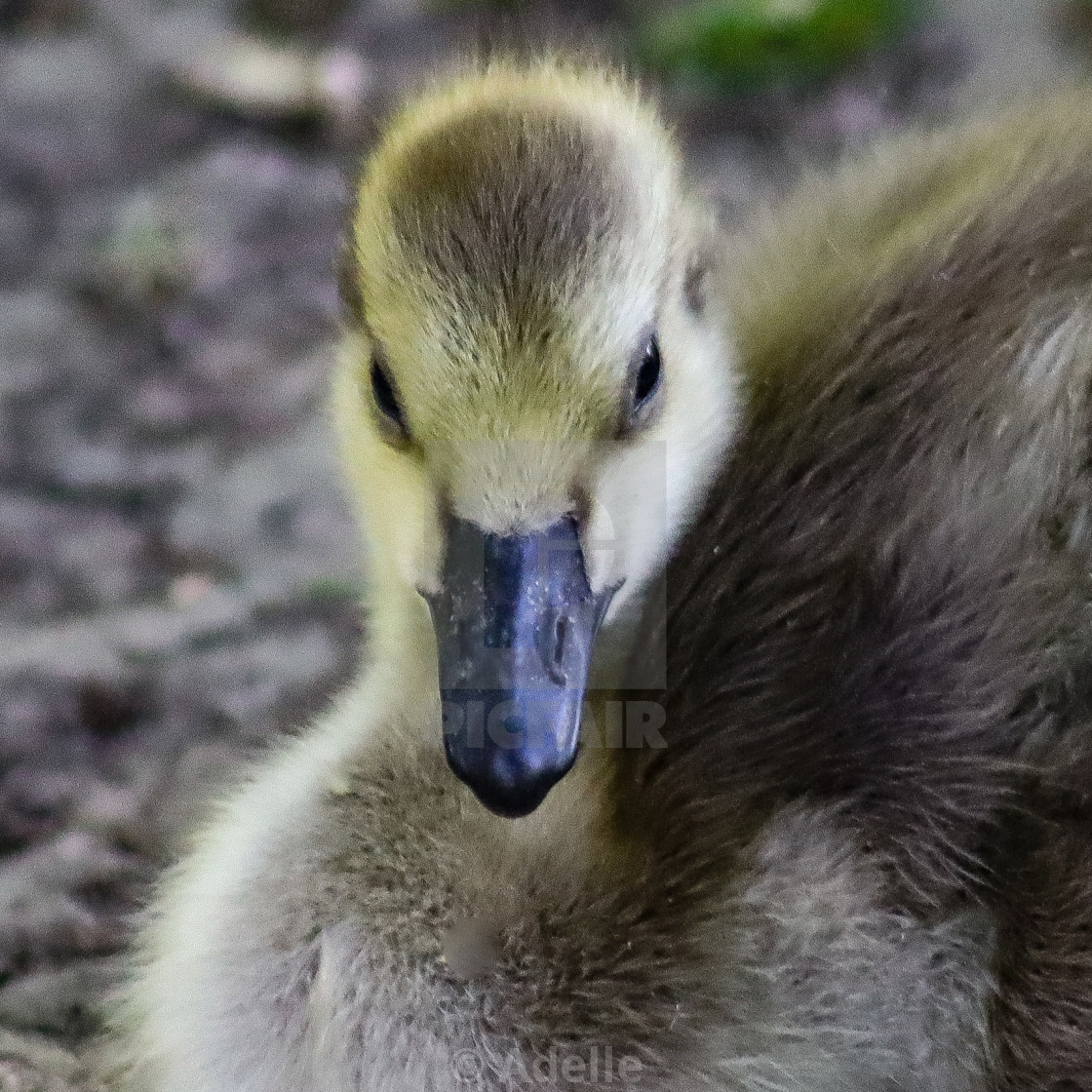 "Duckling" stock image