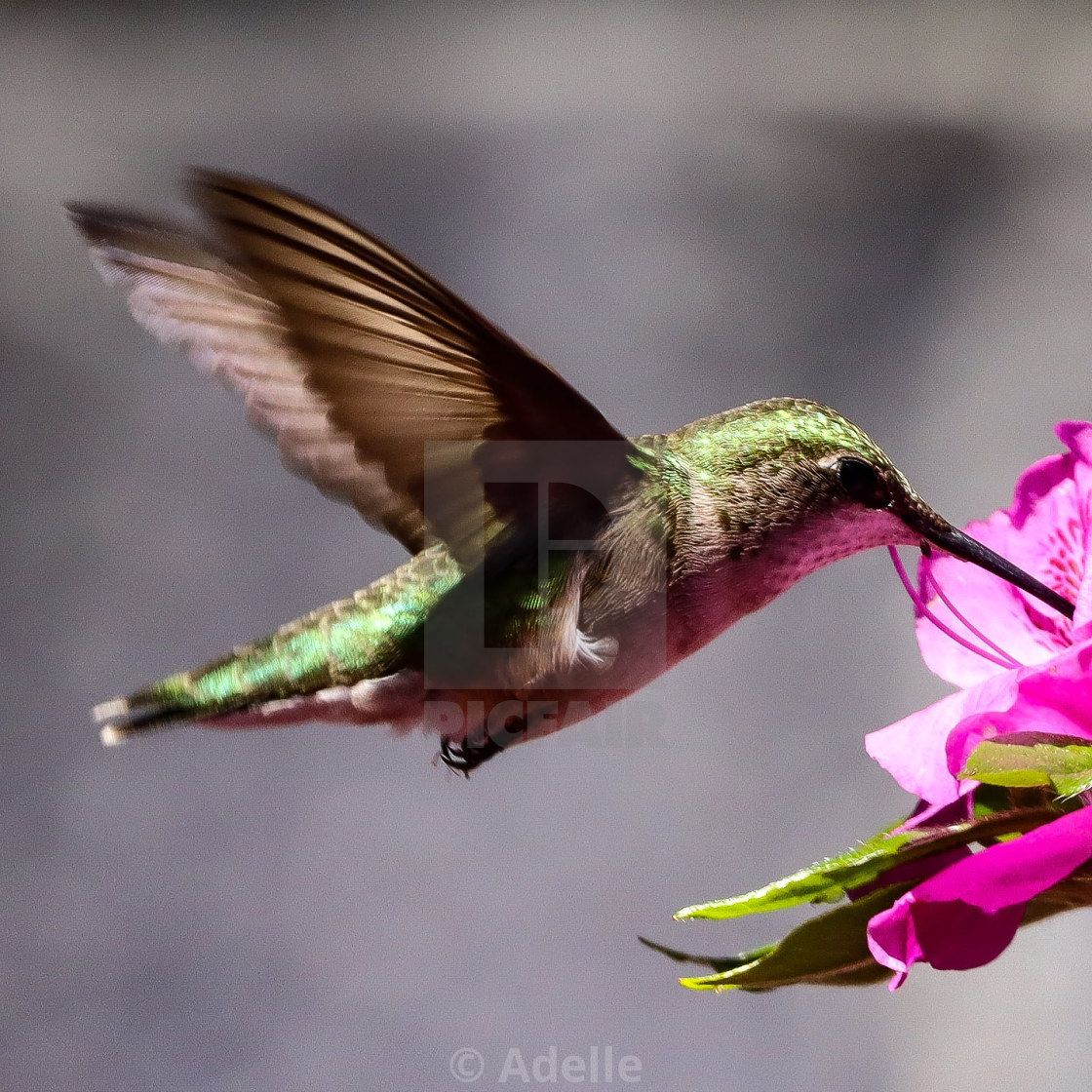 "Hover" stock image