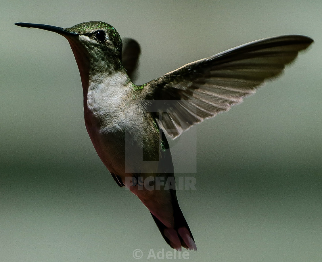 "Flutter" stock image