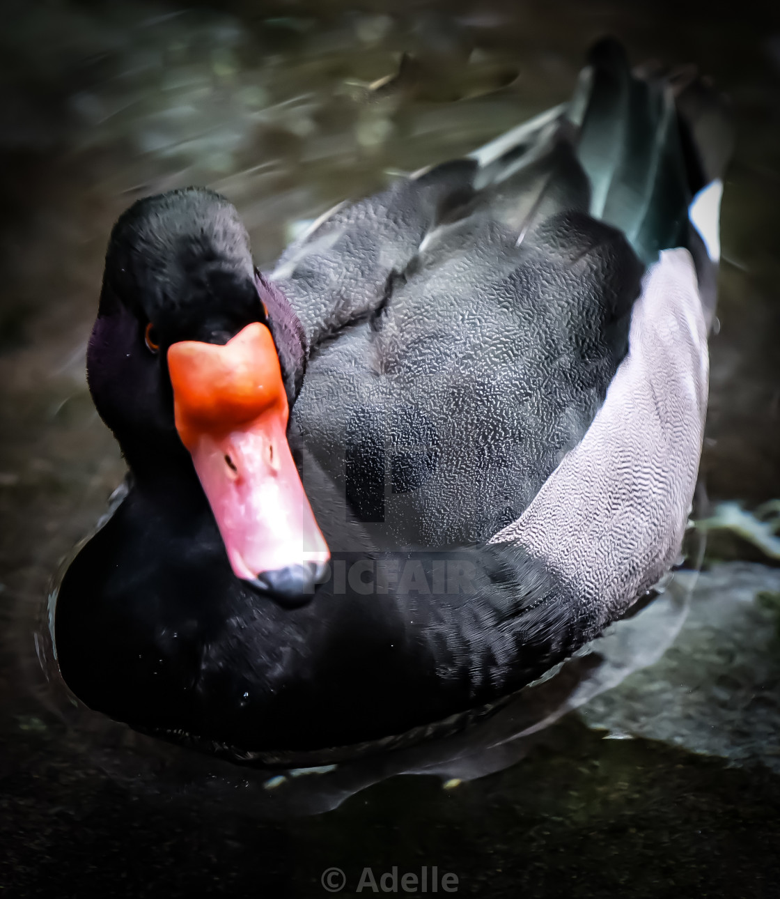 "Lonesome Duck II" stock image