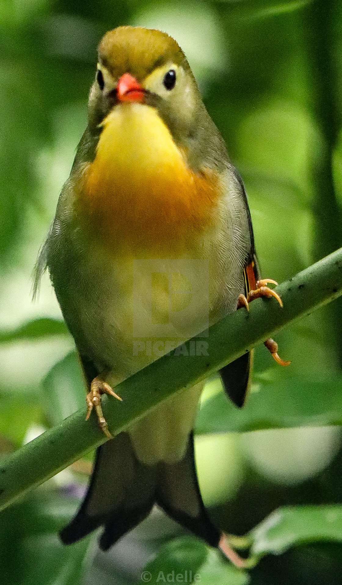 "Perched" stock image