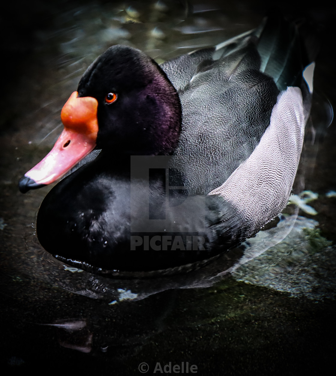 "Lonesome Duck I" stock image