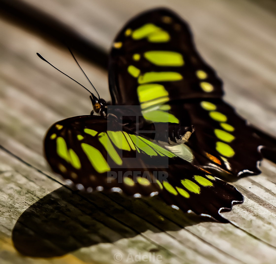 "Neon Butterfly" stock image