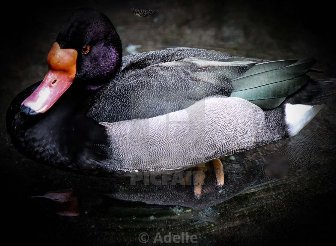 "Lonesome Duck III" stock image