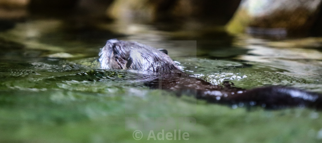 "Floater" stock image