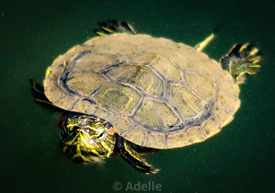 "Hatchling" stock image