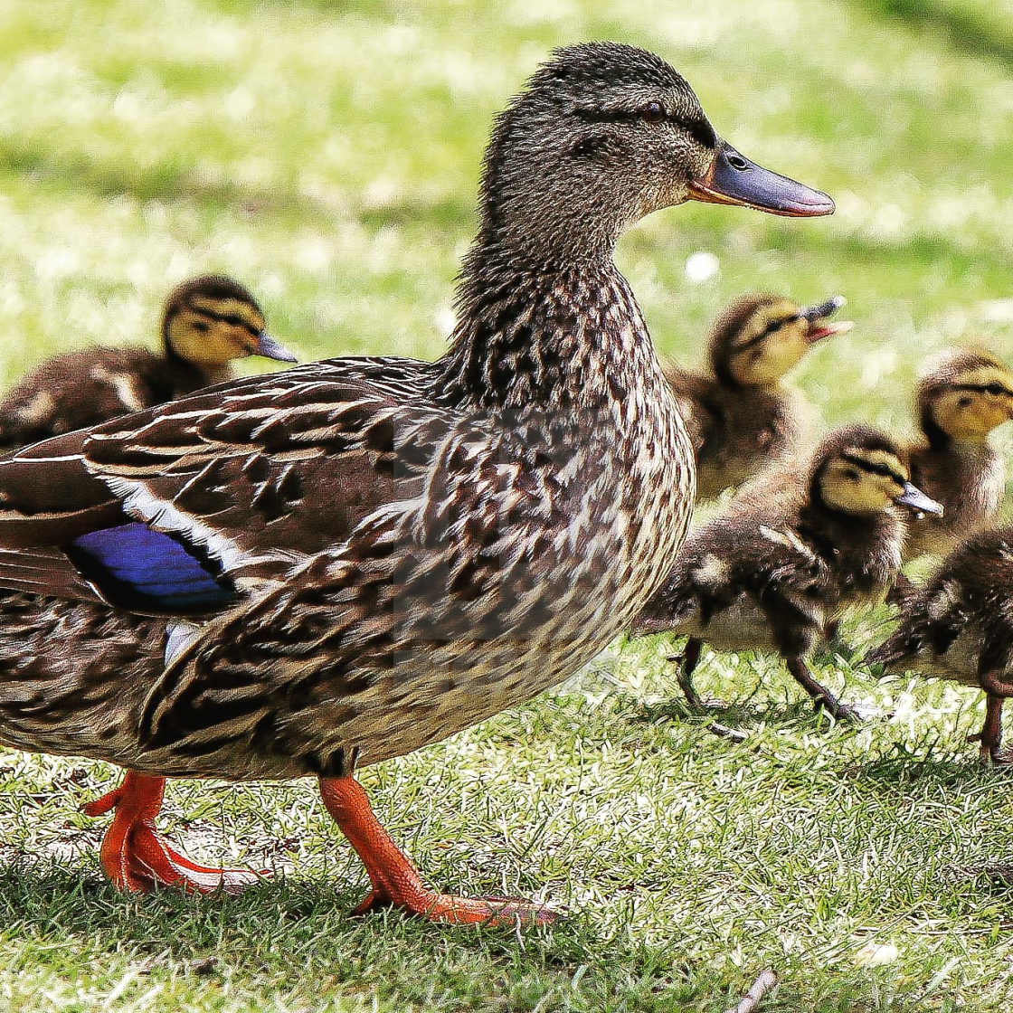 "Brood" stock image