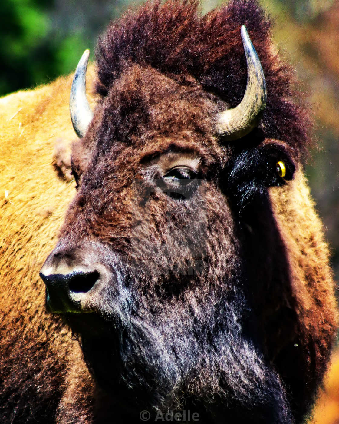 "Buffalo II" stock image