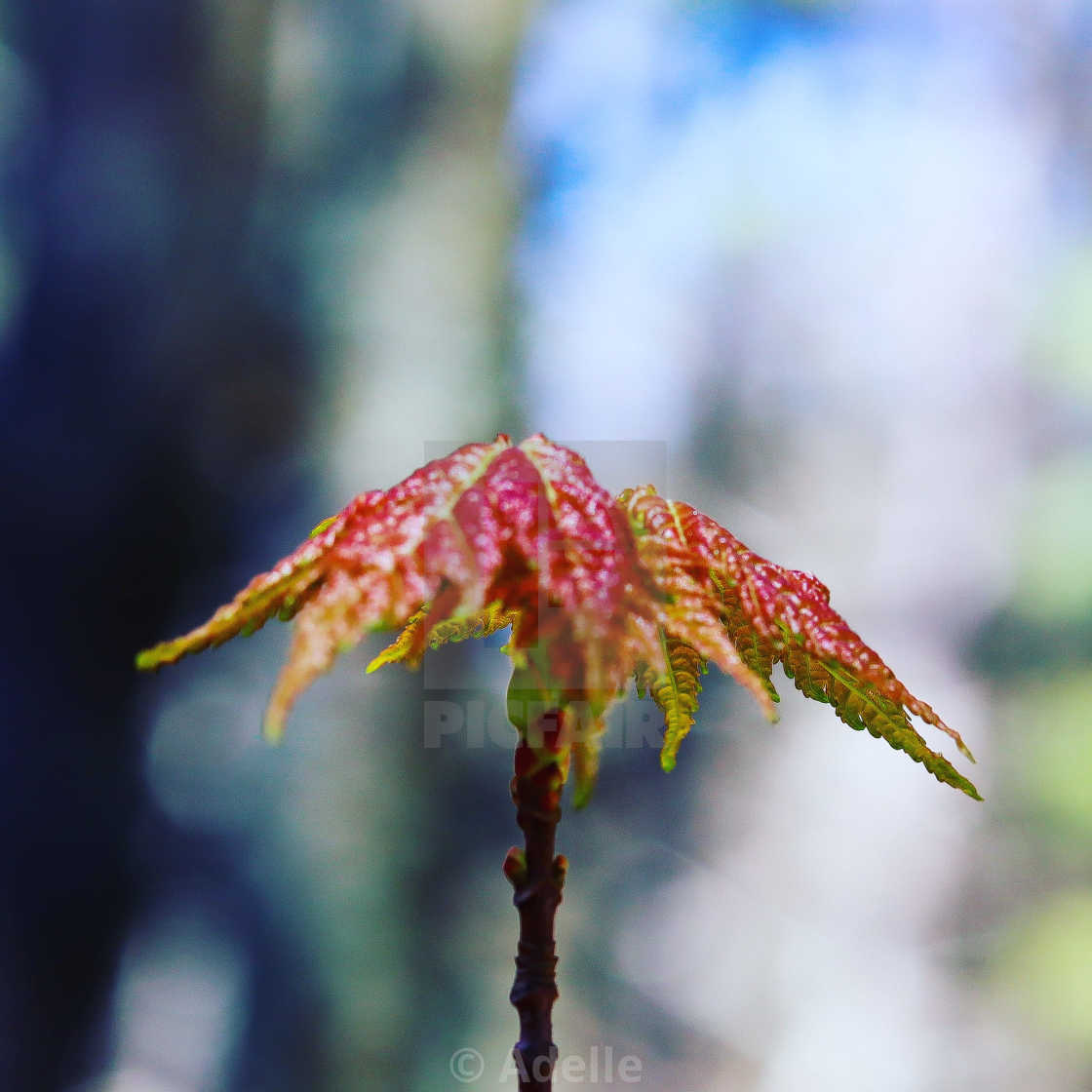 "Mount Maple" stock image