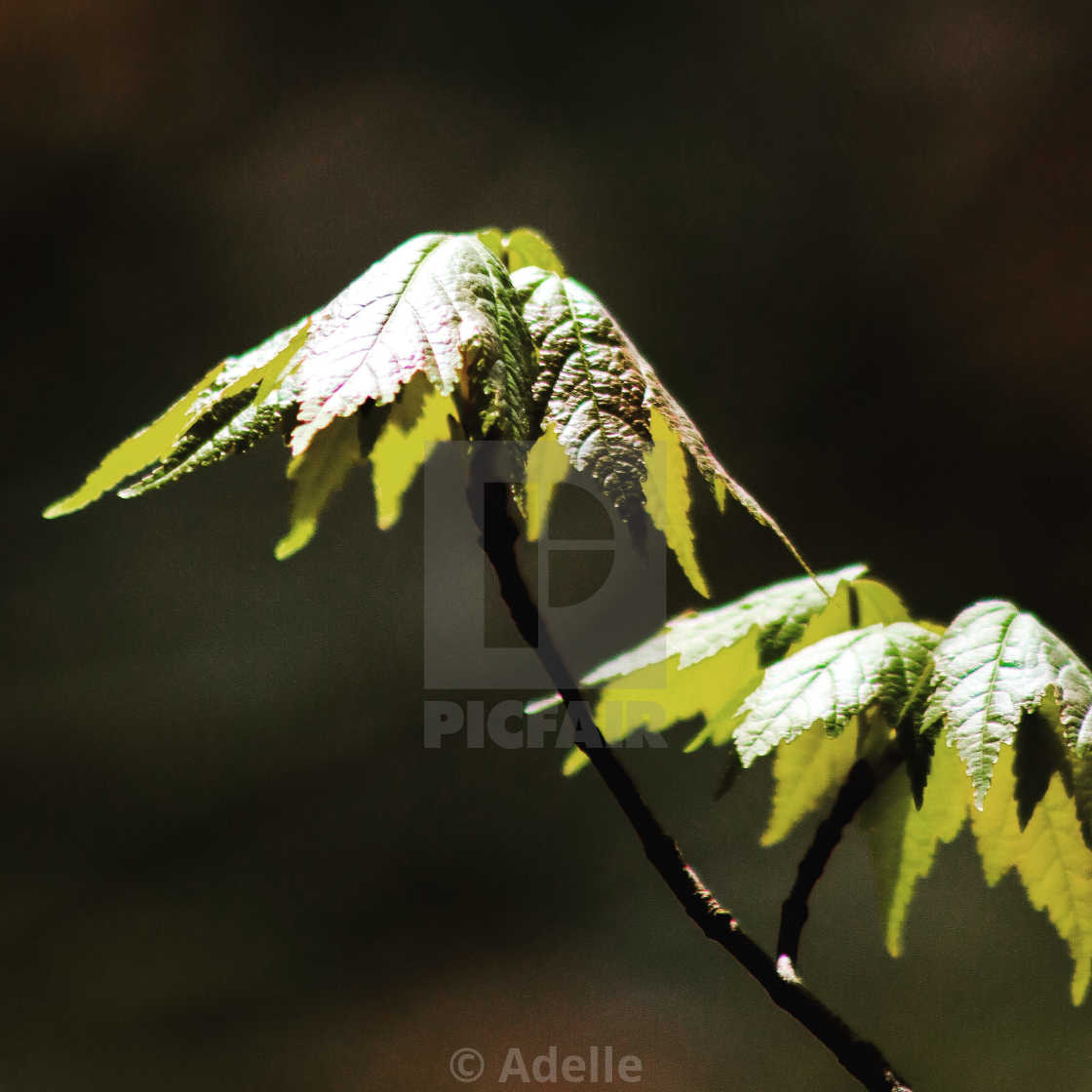 "Green Mount" stock image