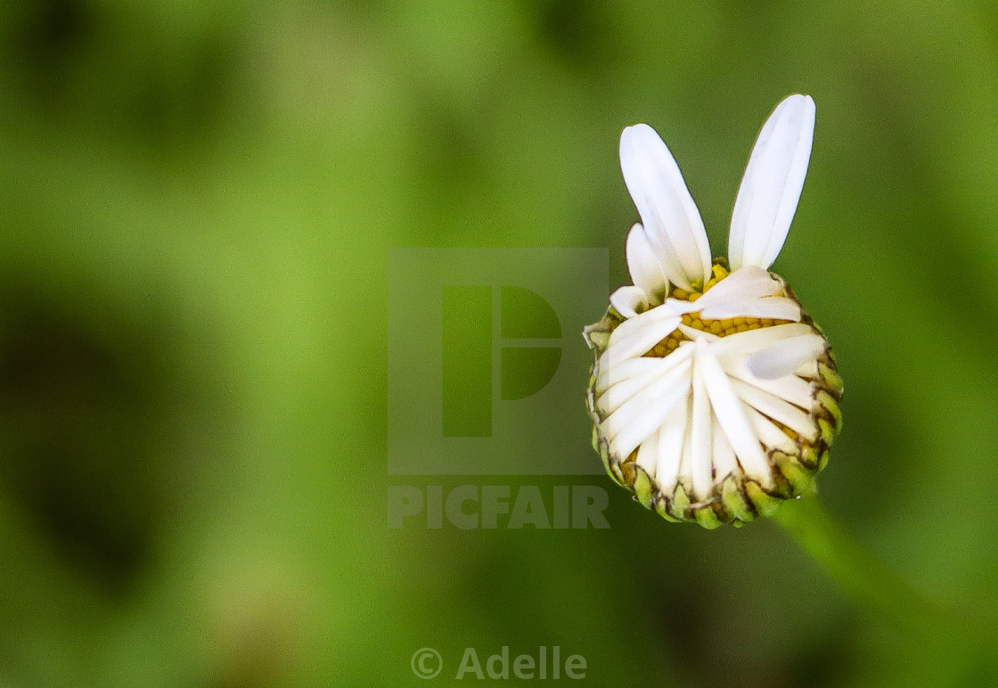 "Peace" stock image