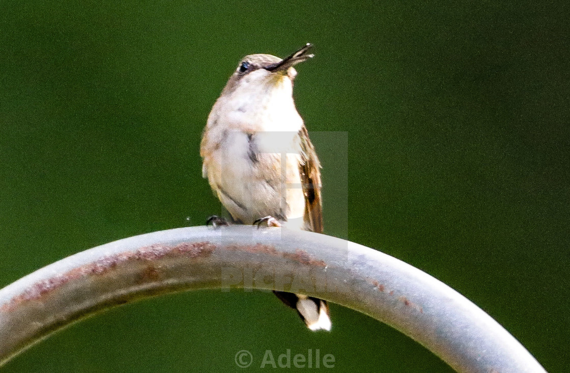 "Perched" stock image