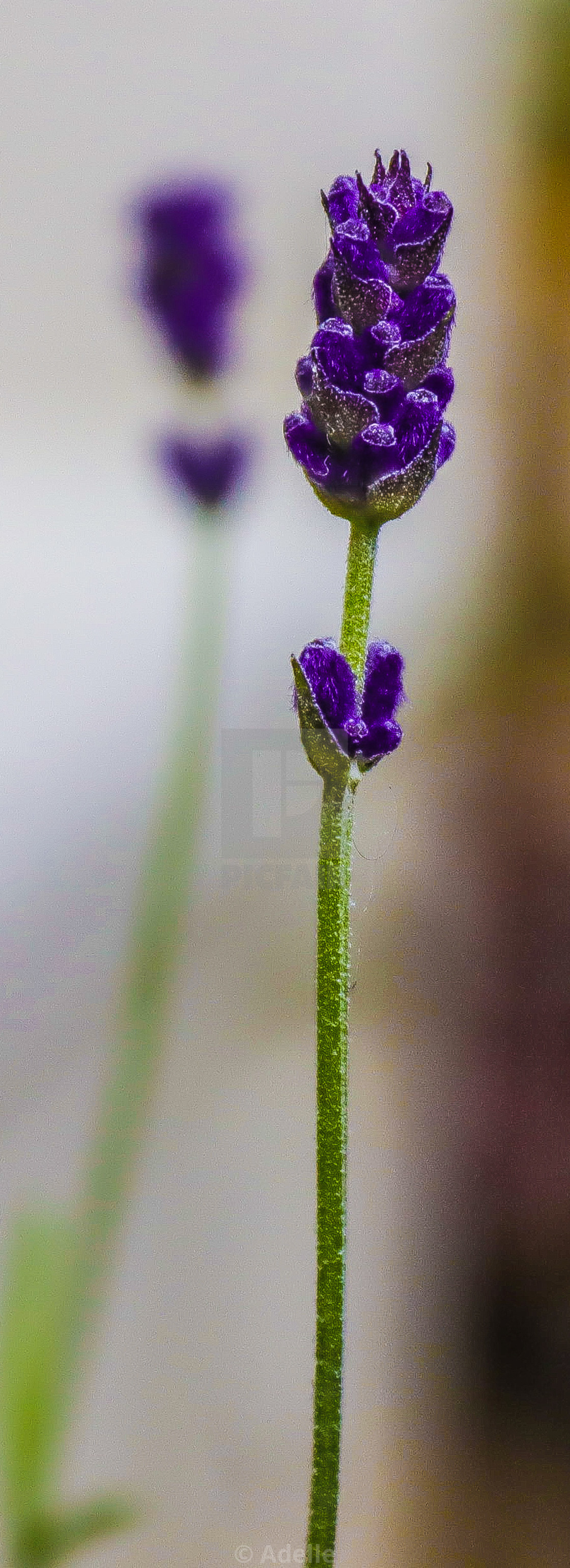 "Lavender Love" stock image