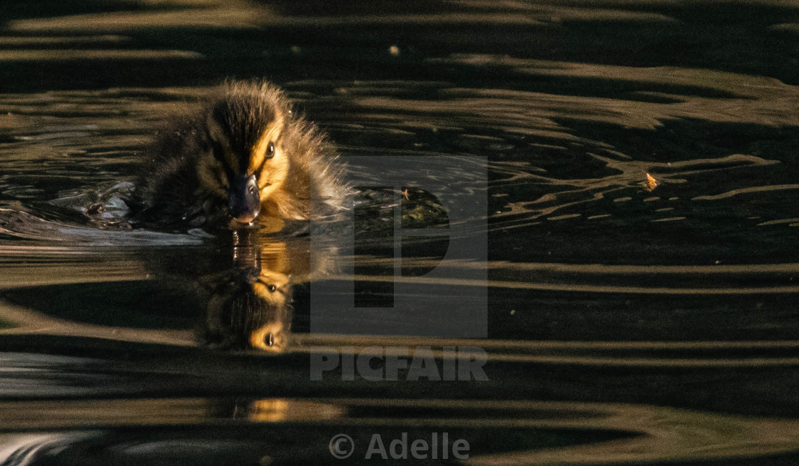 "Duckling" stock image