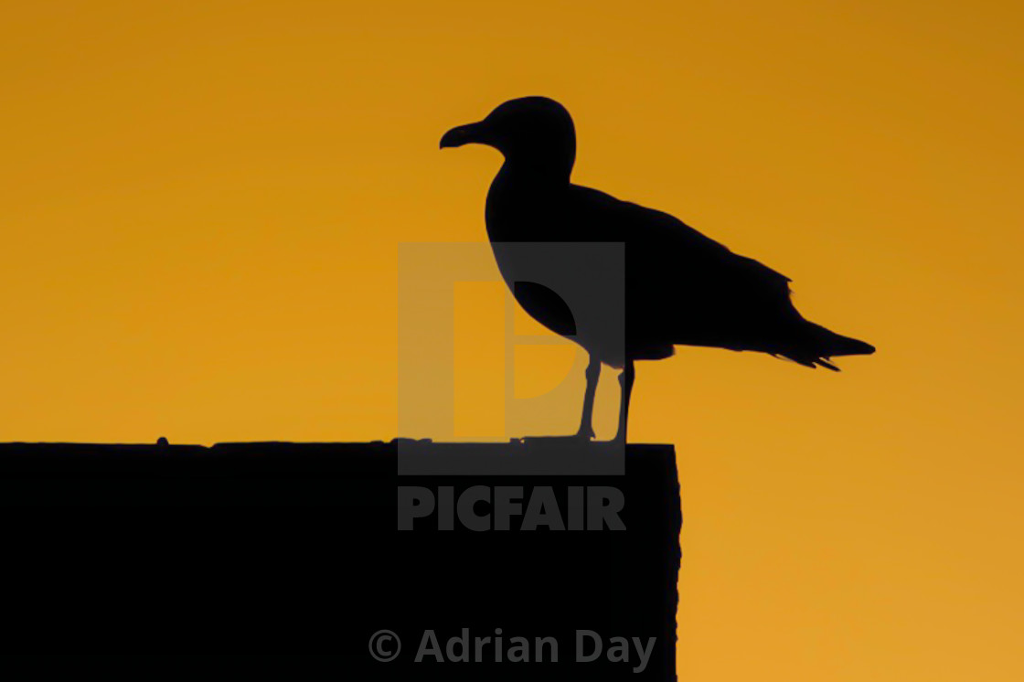 "Seagull in silhouette" by Adrian Day - $15.39 "Seagull in silhouette" stock image