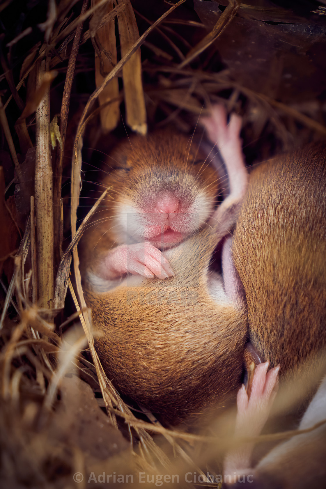 "Baby mice sleeping in nest in funny position" stock image