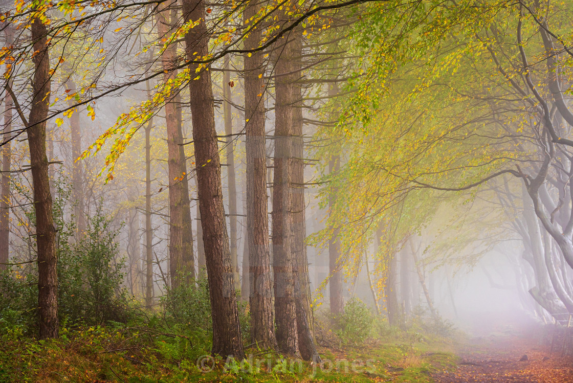 "Autumn Woodland Mist" by Adrian Jones - $15.41 "Autumn Woodland Mist" stock image