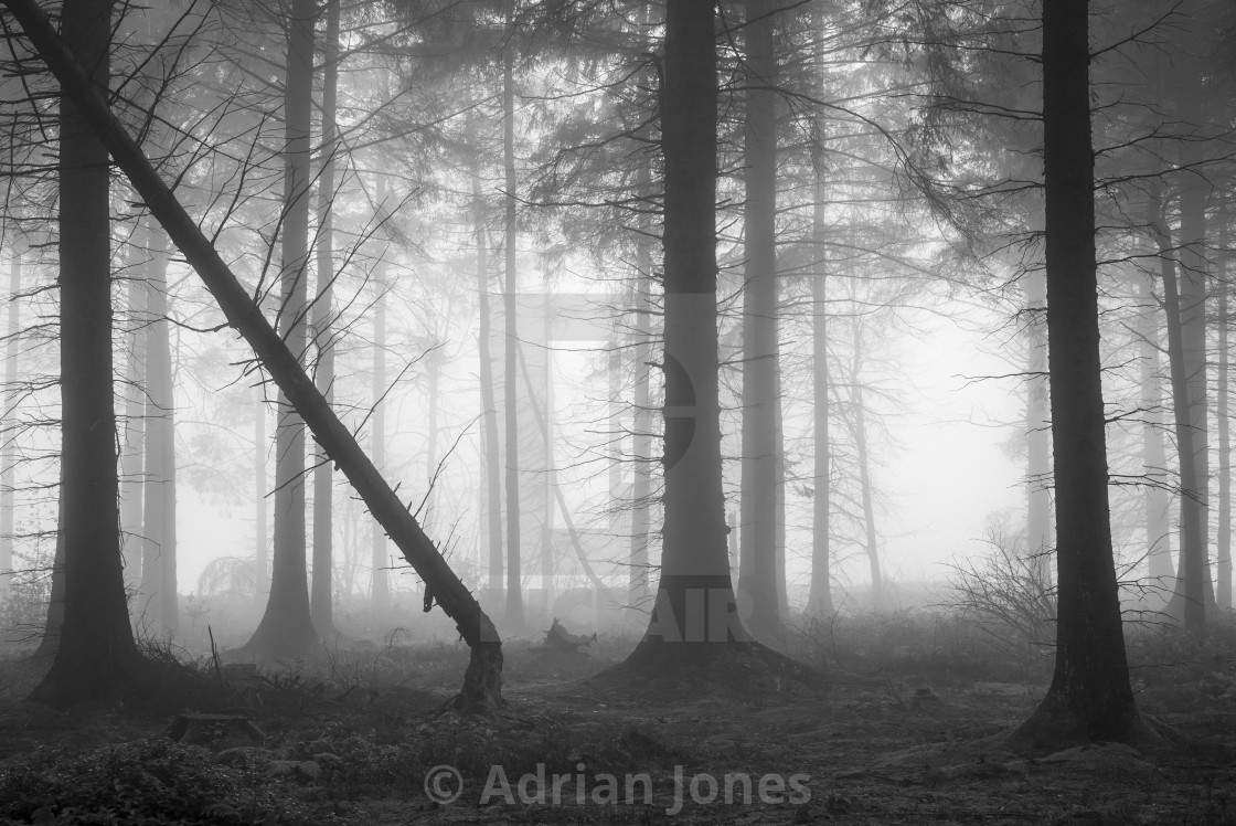"Fallen" by Adrian Jones - $15.41 "Fallen" stock image
