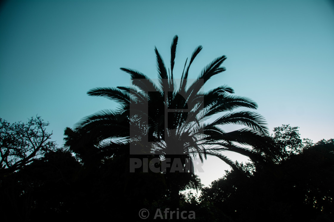 "Frond" stock image