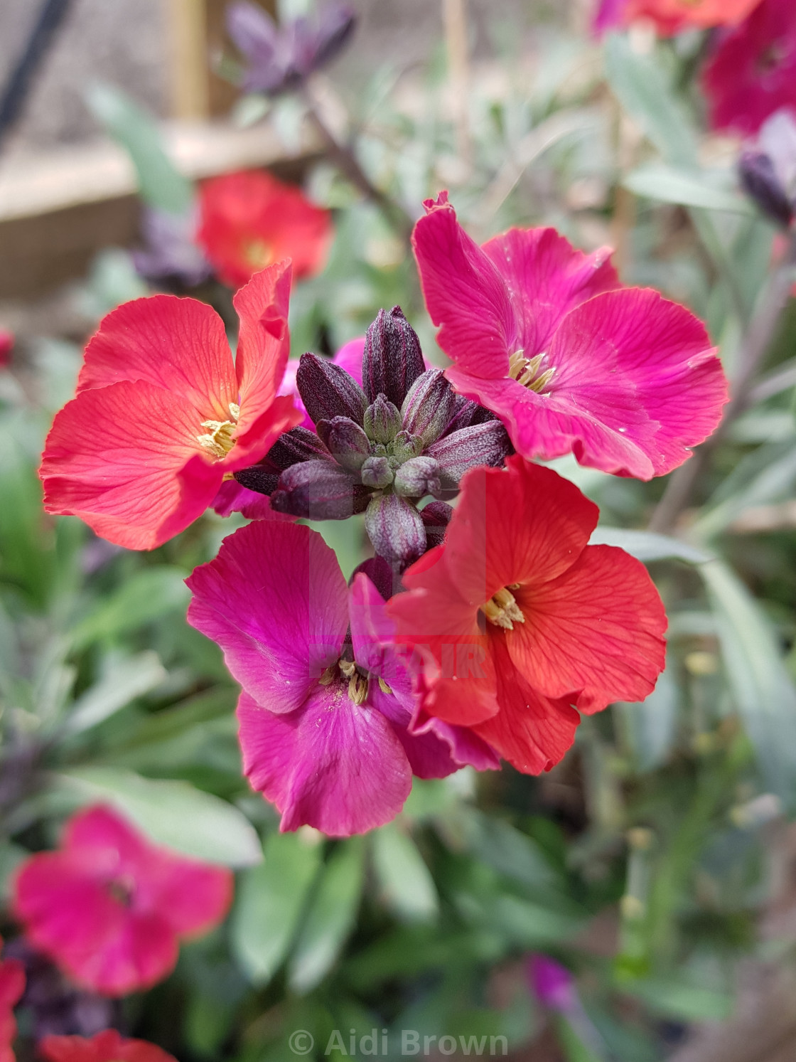 Erysimum linifolium 'Red Jep' - License, download or print £12.40 | Photos | Picfair