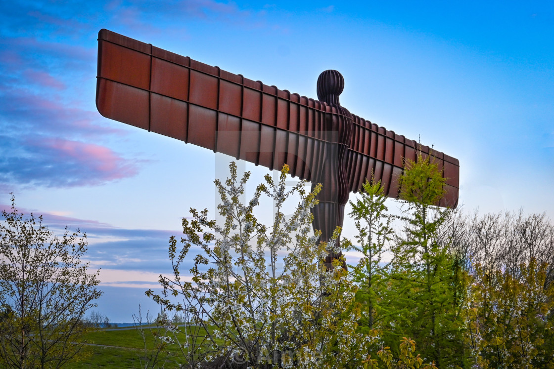 "Angel of the North in blossom" by Aimie - $23.30 "Angel of the North in blossom" stock image