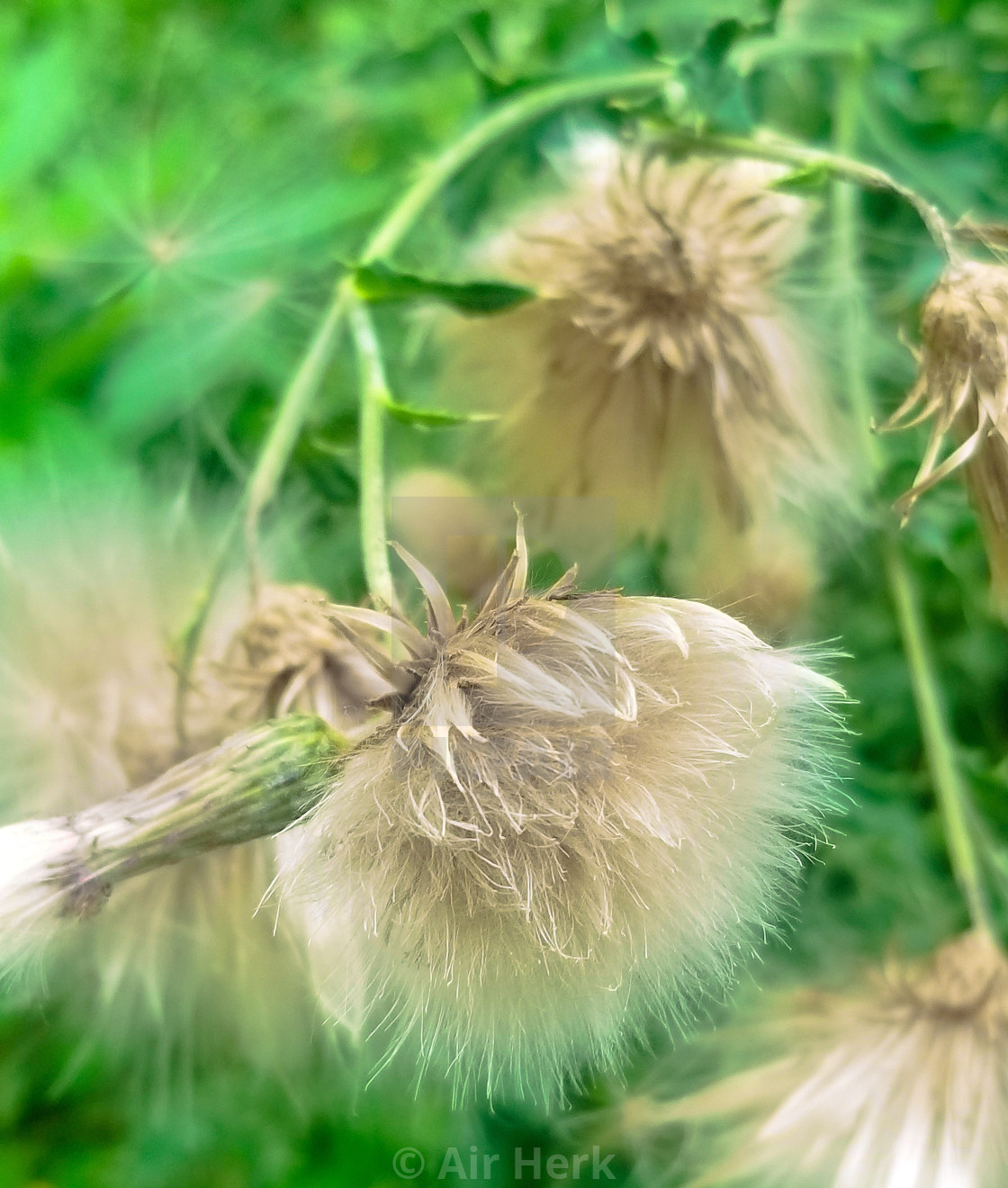 "Cotton like flowers" stock image