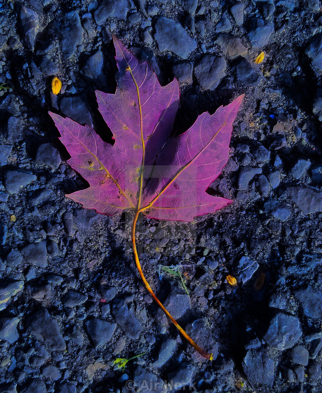 "Maple leaf" stock image