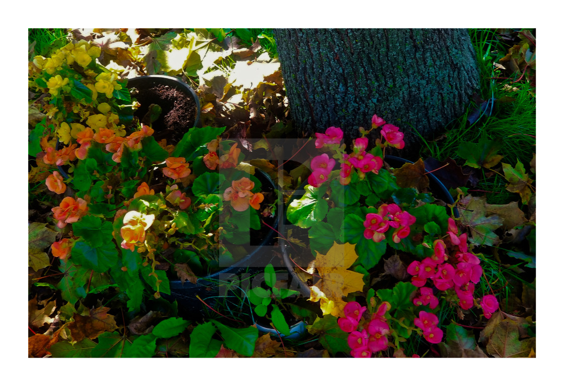 "Exotic colourful flowers" stock image