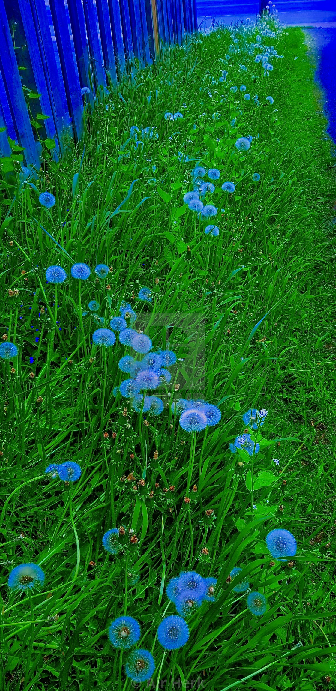 "A path of flowers" stock image