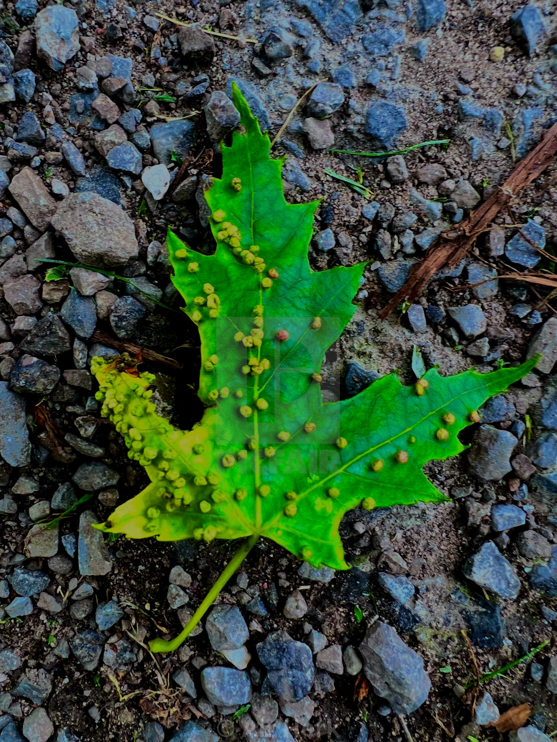 "Maple leaf" stock image