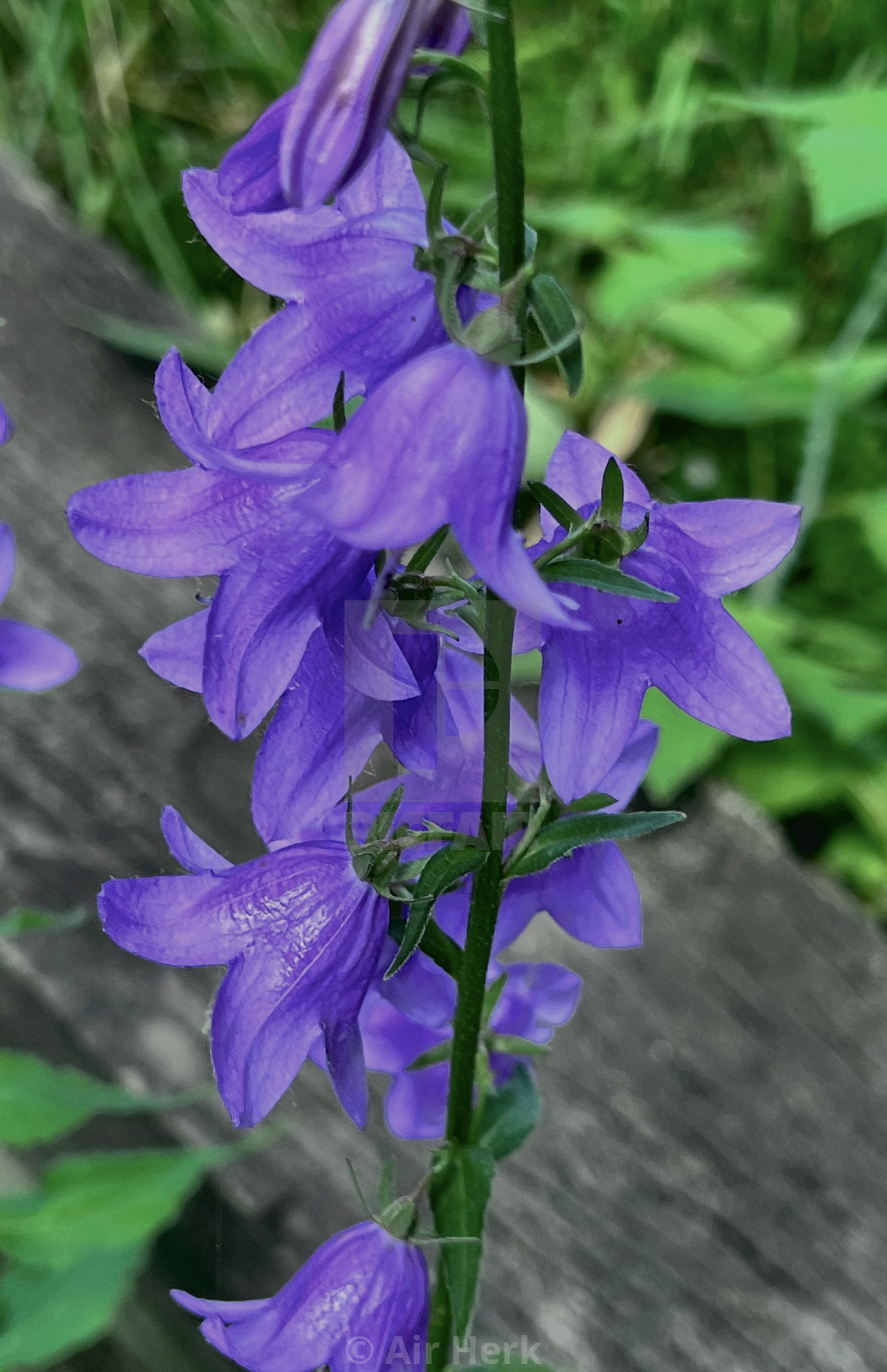 "Wild purple flowers" stock image