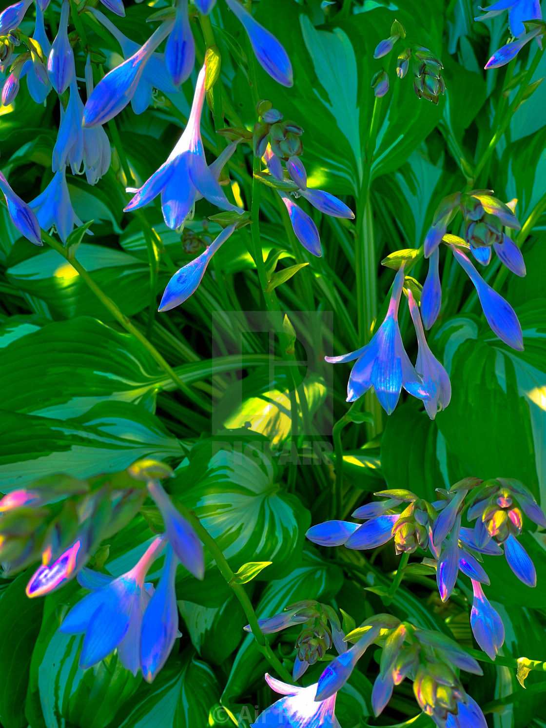 "beautiful blue flowers" stock image