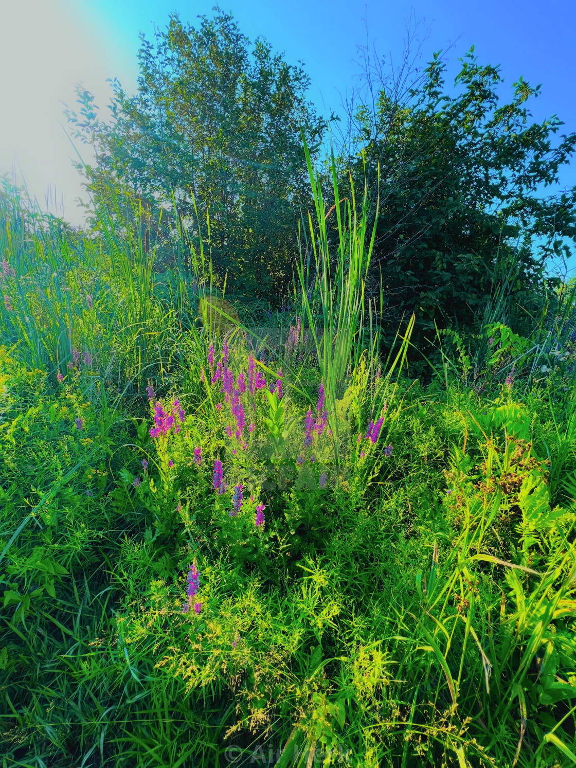 "Beautiful natural scenes" stock image